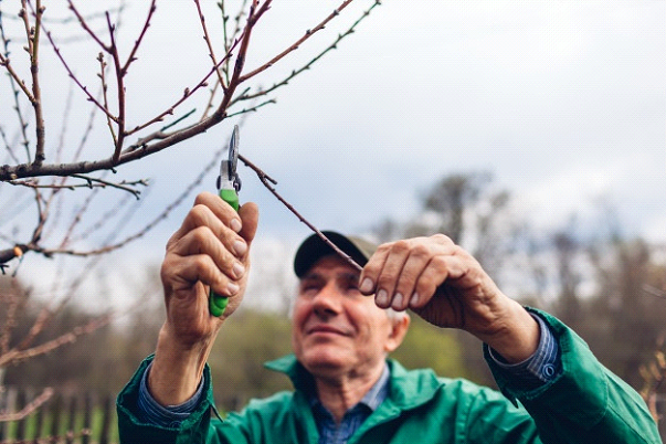 A elderly man holding a landscaping tool trimming a tree located in a garden.