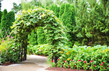 A round arbor with green vine plants growing on it with a cement sidewalk or pathway going underneath. Including red and yellow flowers in a garden underneath.