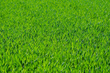 An up-close bright green grass landscape.