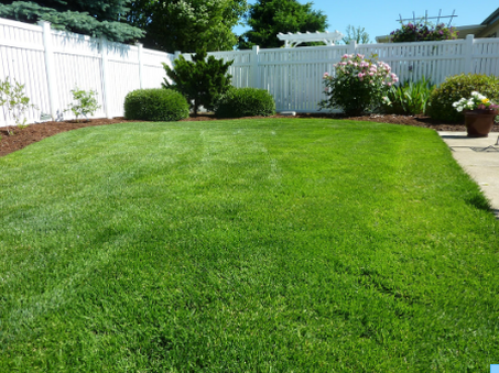 A bright green lawn that is freshly mowed with a white fence and arbor in the background.