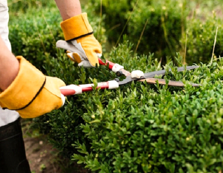 A landscaped wearing gardening protection using landscaping tools to trim hedges.